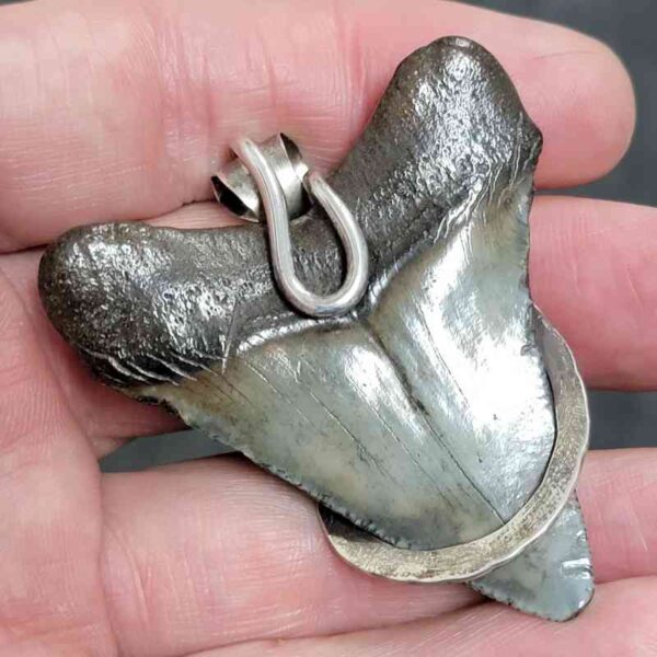 .925 Sterling Silver Hook Wrapped Megalodon Shark Tooth Necklace/Pendant - #5 - Image 3