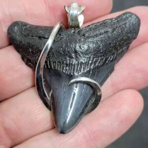 .925 Sterling Silver Hook Wrapped Megalodon Shark Tooth Necklace/Pendant - #9