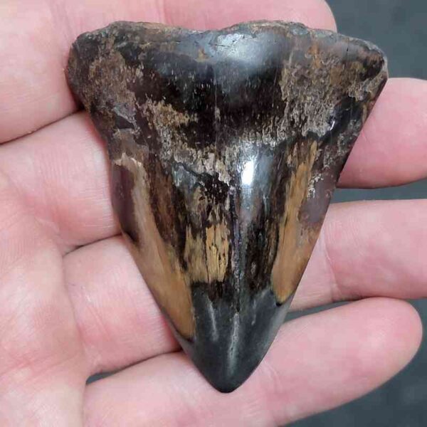 Bargain Polished 90% Complete Megalodon Shark Tooth - #1