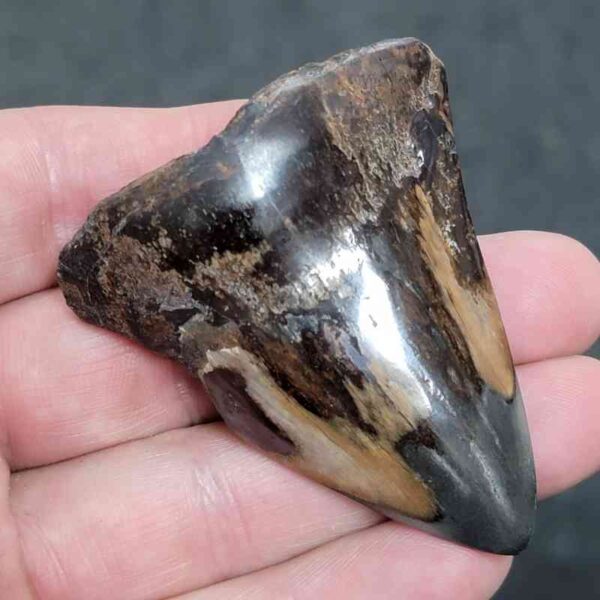 Bargain Polished 90% Complete Megalodon Shark Tooth - #1 - Image 2