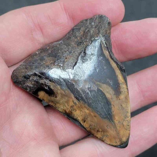 Bargain Polished 90% Complete Megalodon Shark Tooth - #1 - Image 3