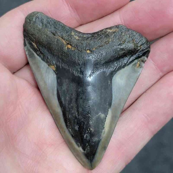 Bargain Polished 90% Complete Megalodon Shark Tooth - #4