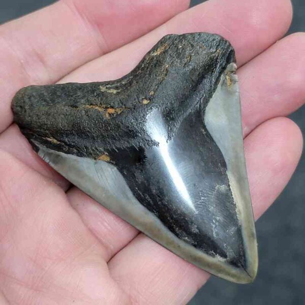 Bargain Polished 90% Complete Megalodon Shark Tooth - #4 - Image 2