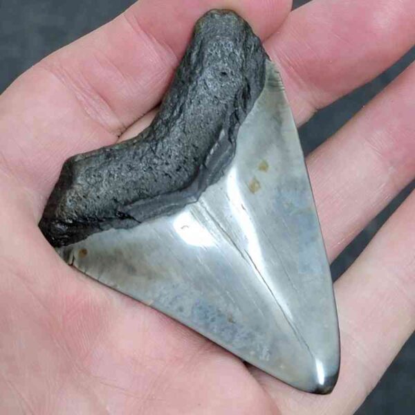 Bargain Polished 90% Complete Megalodon Shark Tooth - #4 - Image 3