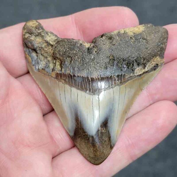 Bargain Polished 90% Complete Megalodon Shark Tooth - #9