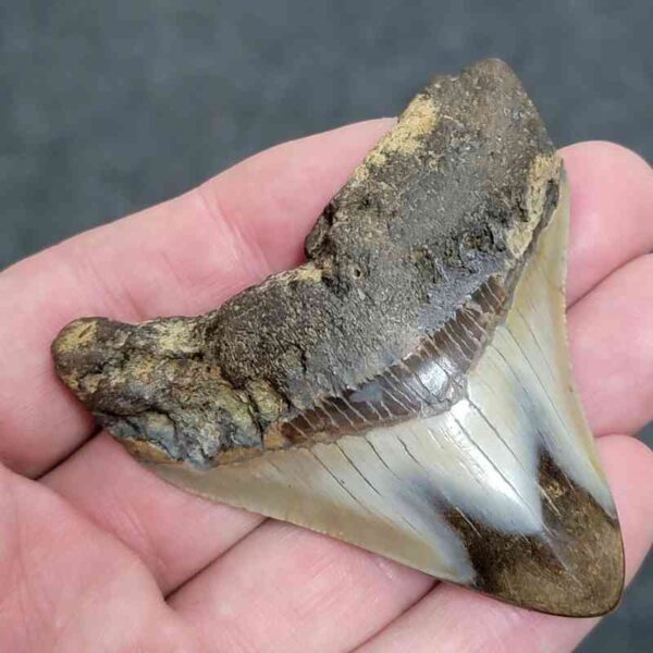 Bargain Polished 90% Complete Megalodon Shark Tooth - #9 - Image 2