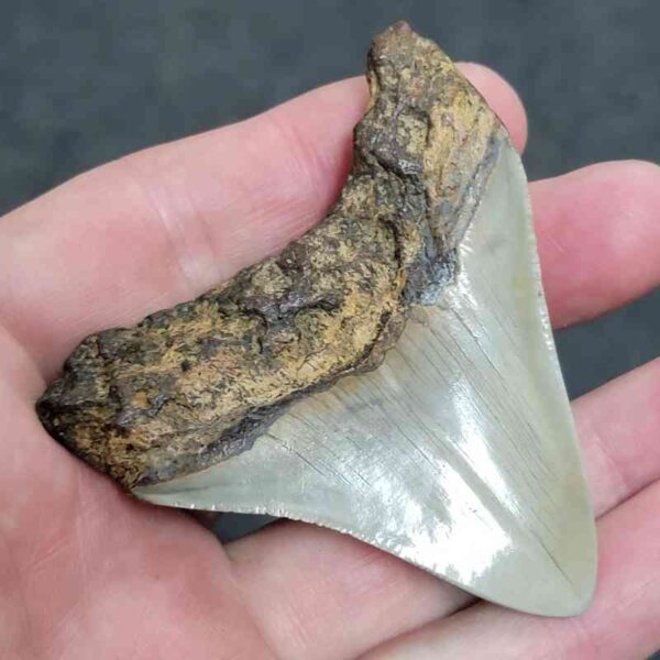Bargain Polished 90% Complete Megalodon Shark Tooth - #9 - Image 3