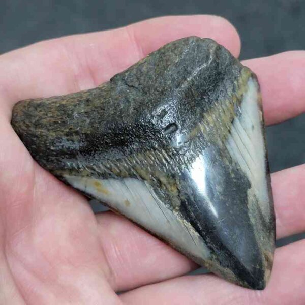 Bargain Polished 90% Complete Megalodon Shark Tooth - #10 - Image 2