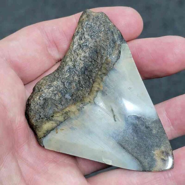 Bargain Polished 90% Complete Megalodon Shark Tooth - #10 - Image 3