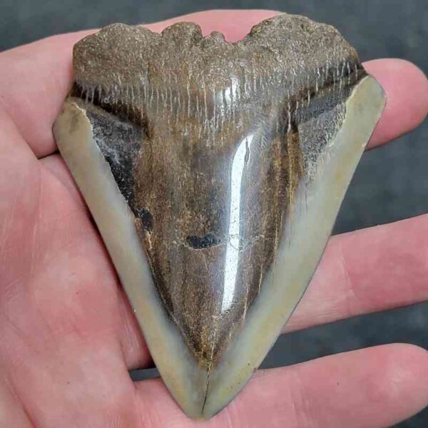 Bargain Polished 90% Complete Megalodon Shark Tooth - #17