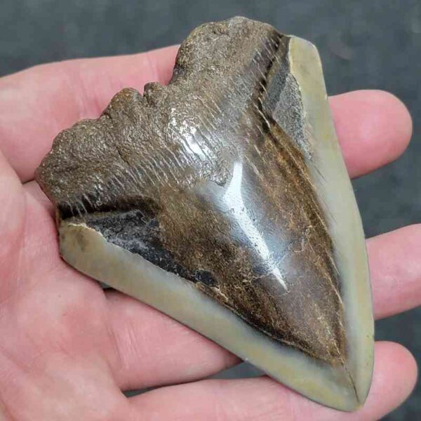 Bargain Polished 90% Complete Megalodon Shark Tooth - #17 - Image 2