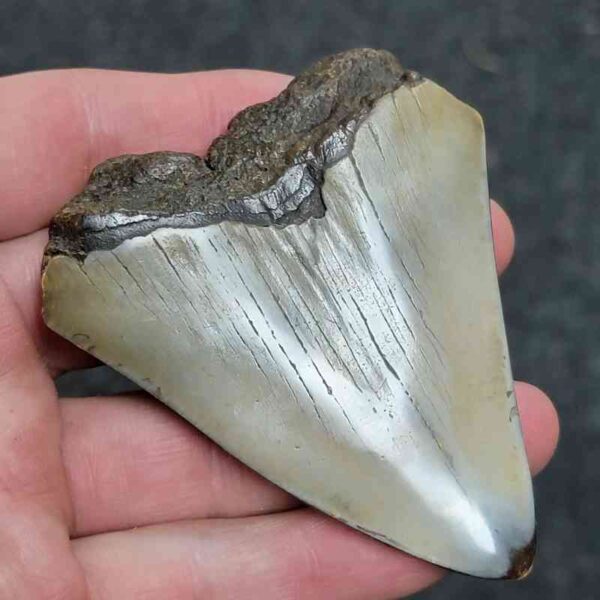 Bargain Polished 90% Complete Megalodon Shark Tooth - #17 - Image 3