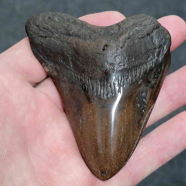 Bargain Polished 90% Complete Megalodon Shark Tooth - #18
