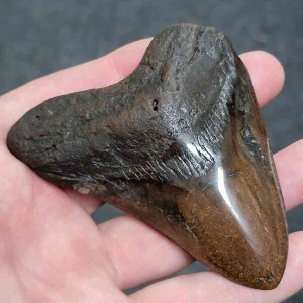 Bargain Polished 90% Complete Megalodon Shark Tooth - #18 - Image 2