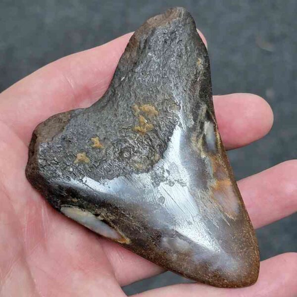 Bargain Polished 90% Complete Megalodon Shark Tooth - #18 - Image 3