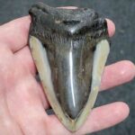 Polished Bargain Megalodon Shark Tooth 90% Complete