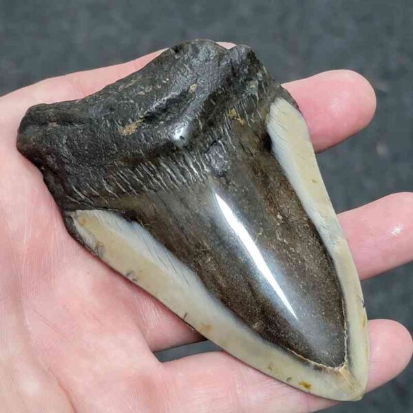 Bargain Polished 90% Complete Megalodon Shark Tooth - #24 - Image 2