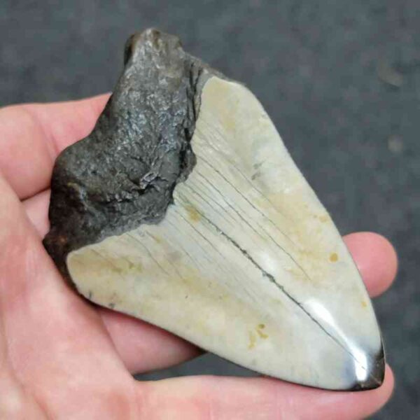 Bargain Polished 90% Complete Megalodon Shark Tooth - #24 - Image 3