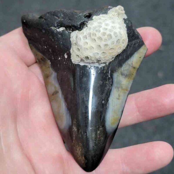 Bargain Polished 90% Complete Megalodon Shark Tooth - #25