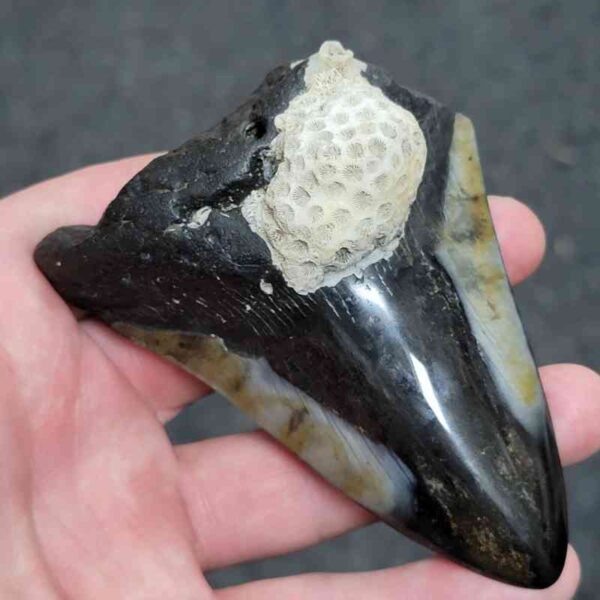 Bargain Polished 90% Complete Megalodon Shark Tooth - #25 - Image 2