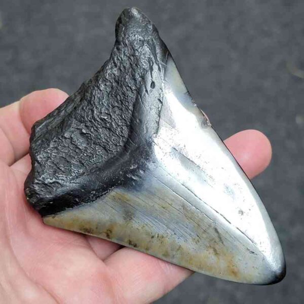 Bargain Polished 90% Complete Megalodon Shark Tooth - #25 - Image 3