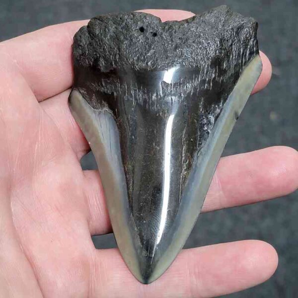 Bargain Polished 90% Complete Megalodon Shark Tooth - #26