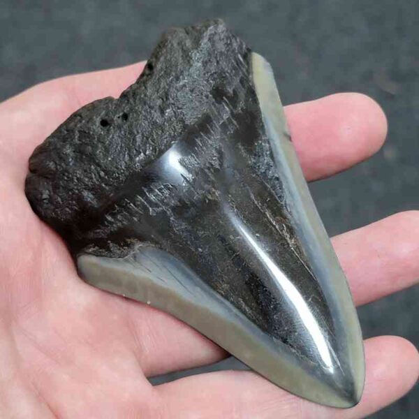 Bargain Polished 90% Complete Megalodon Shark Tooth - #26 - Image 2