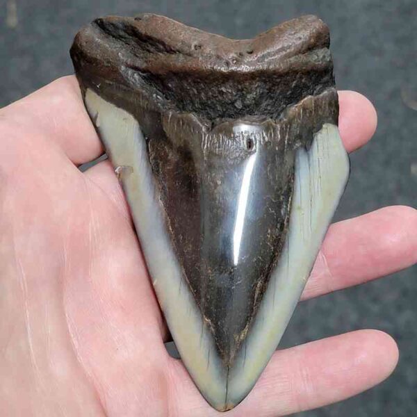 Bargain Polished 90% Complete Megalodon Shark Tooth - #28
