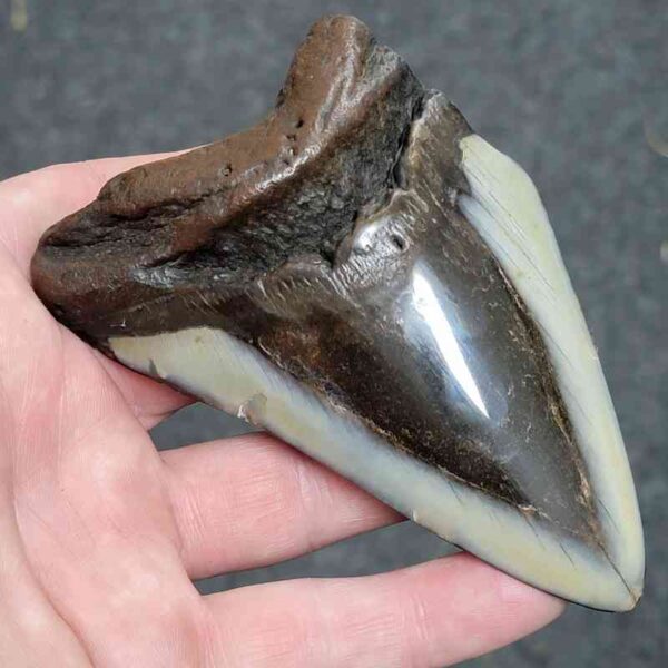Bargain Polished 90% Complete Megalodon Shark Tooth - #28 - Image 2