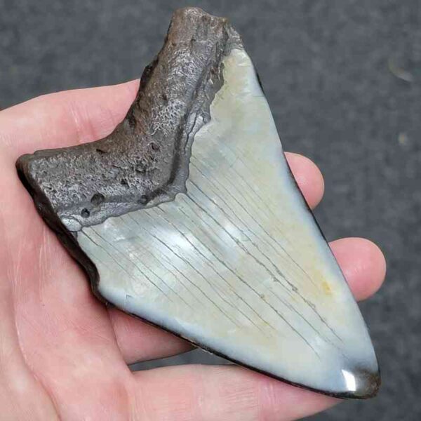 Bargain Polished 90% Complete Megalodon Shark Tooth - #28 - Image 3