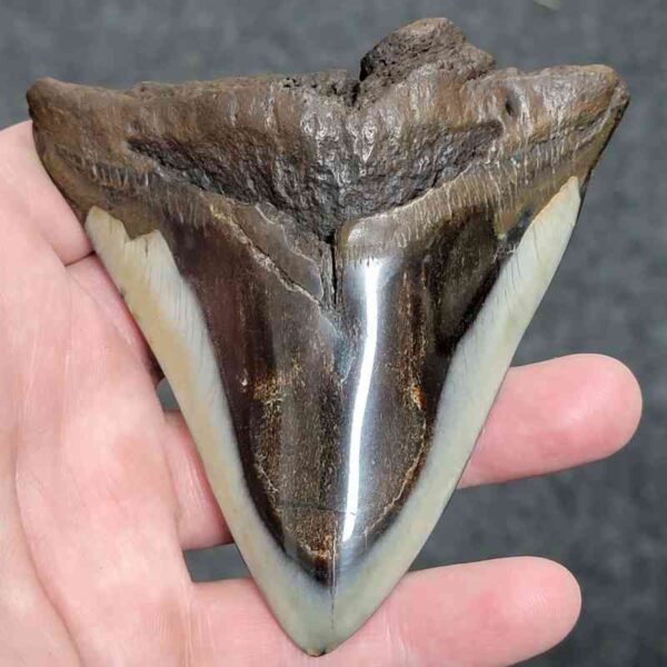 Bargain Polished 90% Complete Megalodon Shark Tooth - #29