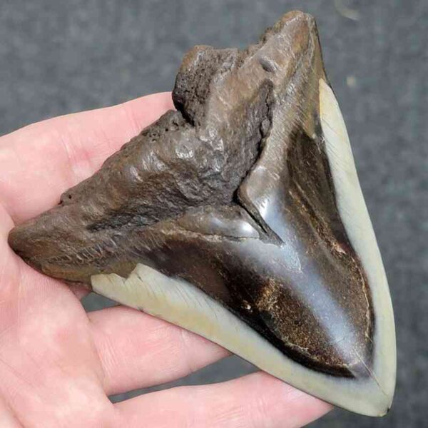 Bargain Polished 90% Complete Megalodon Shark Tooth - #29 - Image 2