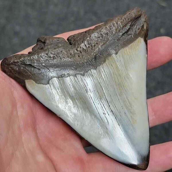 Bargain Polished 90% Complete Megalodon Shark Tooth - #29 - Image 3
