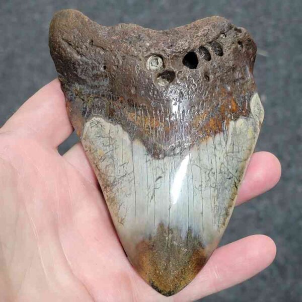 Bargain Polished 90% Complete Megalodon Shark Tooth - #31