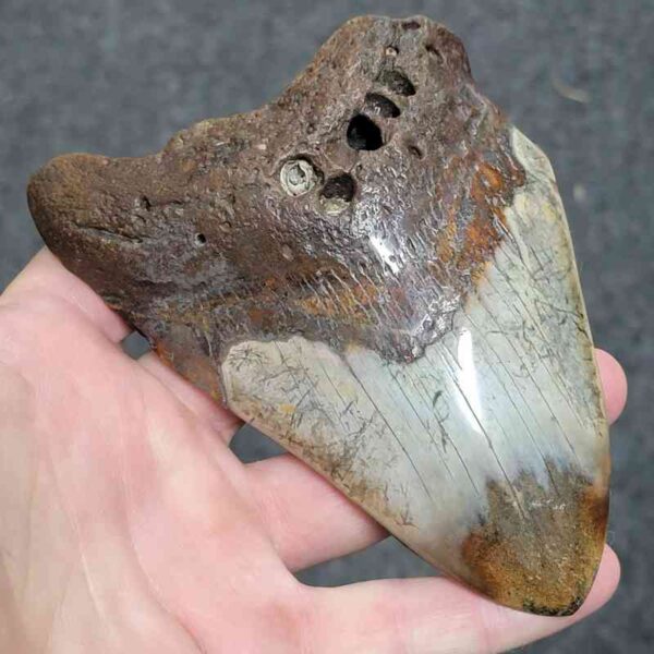 Bargain Polished 90% Complete Megalodon Shark Tooth - #31 - Image 2