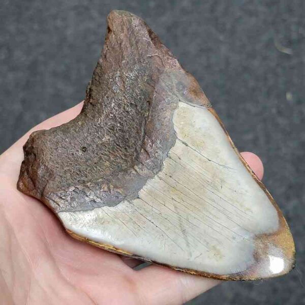 Bargain Polished 90% Complete Megalodon Shark Tooth - #31 - Image 3