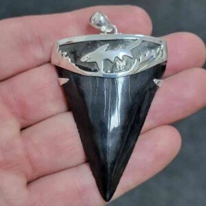 2 3/8" . 925 Sterling Silver Capped Extinct Great White Shark Teeth Pendant #10
