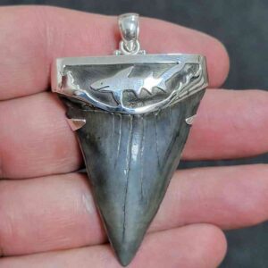 2 1/8" . 925 Sterling Silver Capped Extinct Great White Shark Teeth Pendant #11