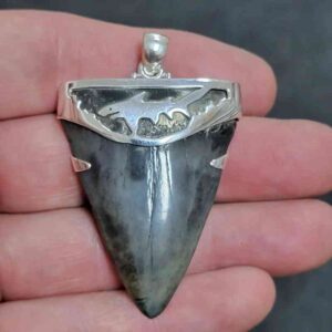 1 7/8" . 925 Sterling Silver Capped Extinct Great White Shark Teeth Pendant #12