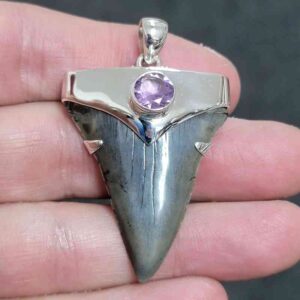 1 3/4" . 925 Sterling Silver Capped Extinct Great White Shark Teeth Pendant #13