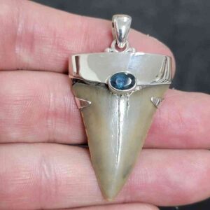 1 5/8" . 925 Sterling Silver Capped Extinct Great White Shark Teeth Pendant #18