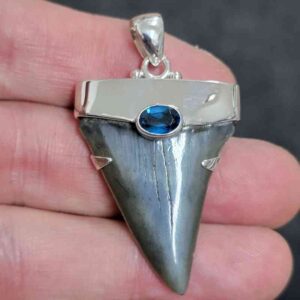 1 5/8" . 925 Sterling Silver Capped Extinct Great White Shark Teeth Pendant #19