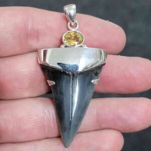 1 3/4" . 925 Sterling Silver Capped Extinct Great White Shark Teeth Pendant #20