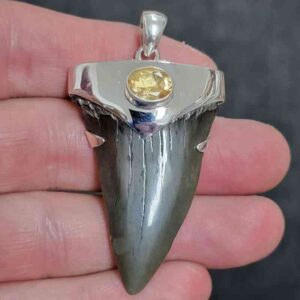 2" . 925 Sterling Silver Capped Extinct Great White Shark Teeth Pendant #21