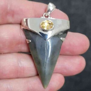 2" . 925 Sterling Silver Capped Extinct Great White Shark Teeth Pendant #22