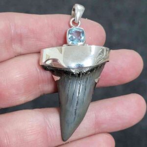 1 7/8" . 925 Sterling Silver Capped Extinct Great White Shark Teeth Pendant #24