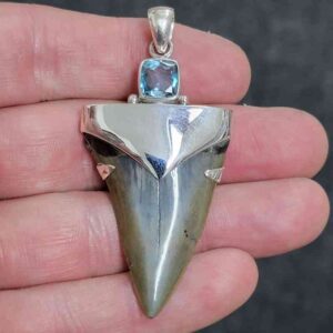 1 3/4" . 925 Sterling Silver Capped Extinct Great White Shark Teeth Pendant #26