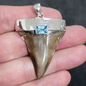 1 7/8" . 925 Sterling Silver Capped Extinct Great White Shark Teeth Pendant #27
