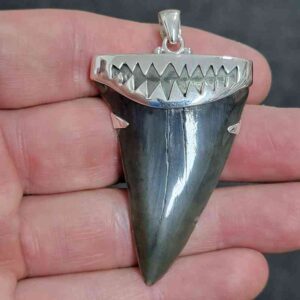 2 1/8" . 925 Sterling Silver Capped Extinct Great White Shark Teeth Pendant #7
