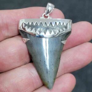 2" . 925 Sterling Silver Capped Extinct Great White Shark Teeth Pendant #8